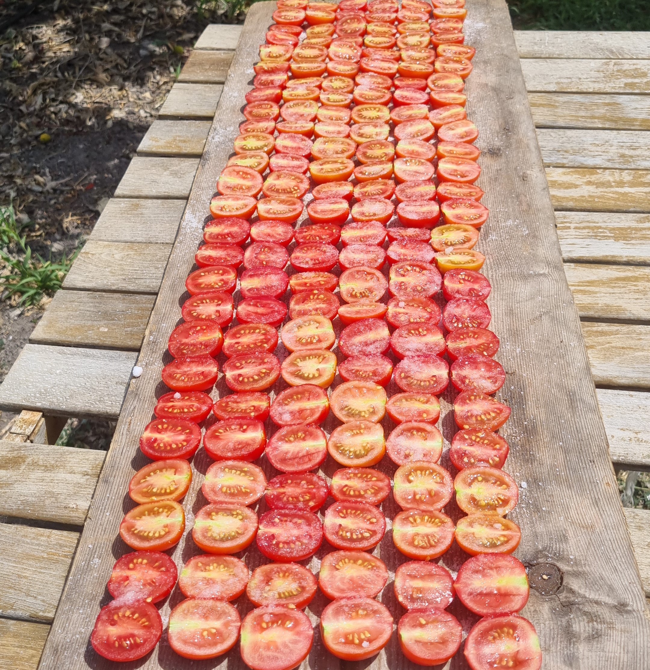 Tomatoes to be sun-dried.